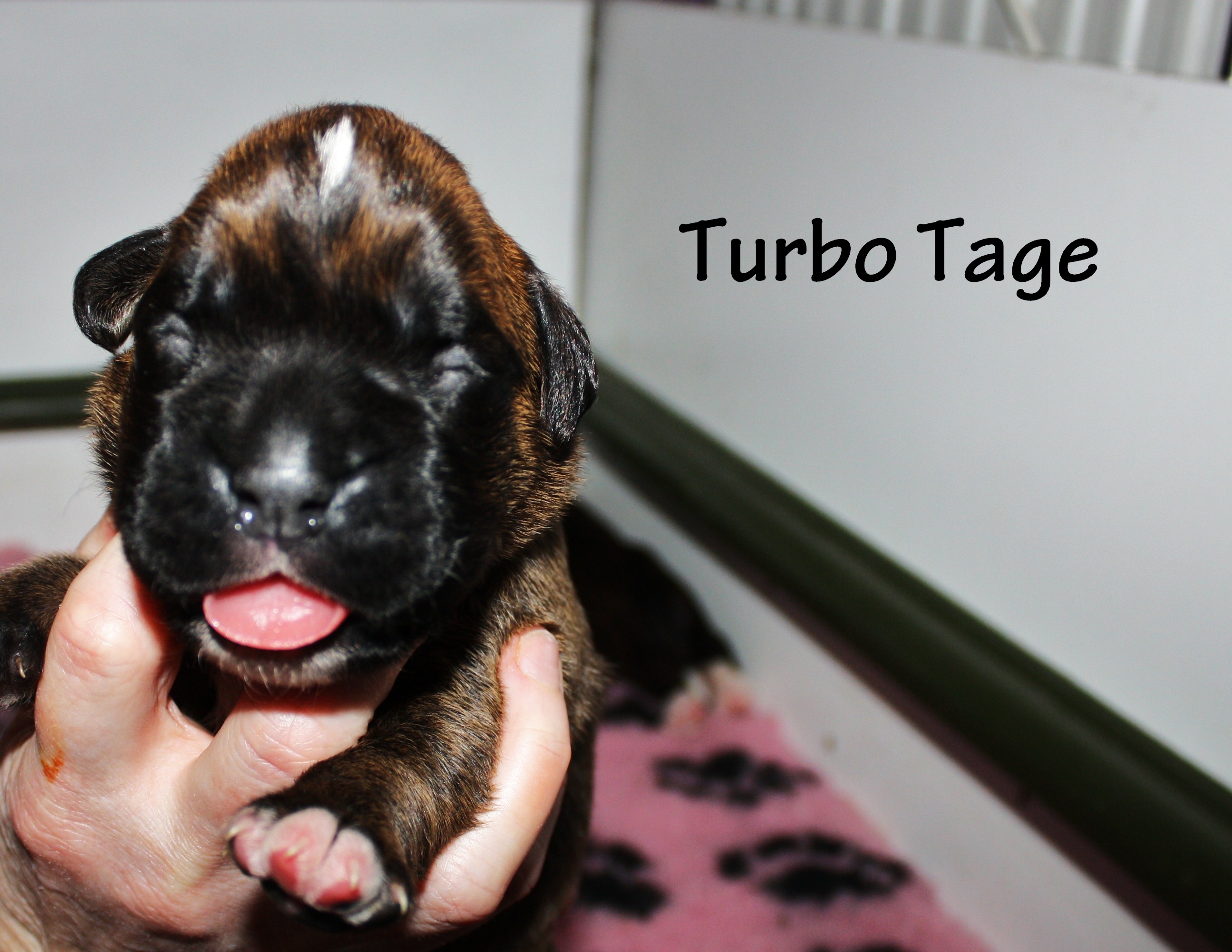 Turbo Tage